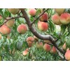 桃樹苗、金秋紅蜜桃、晚熟桃、晚熟桃樹、桃苗、桃樹苗新品種