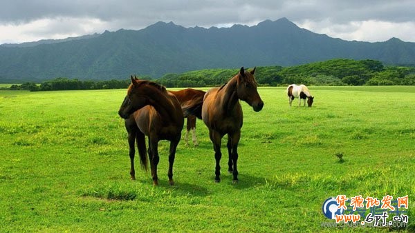 電商海報(bào)，設(shè)計(jì)淘寶女包主題海報(bào)