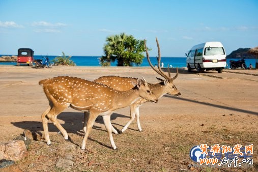 電商海報(bào)，設(shè)計(jì)淘寶女包主題海報(bào)