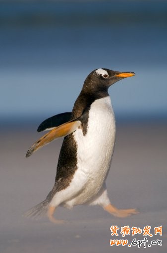 電商海報(bào)，設(shè)計(jì)淘寶女包主題海報(bào)