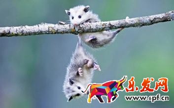 淘寶發(fā)展方向